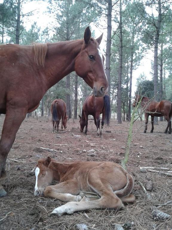 Residential Horse Club Costa Brava Hostel Santa Cristina d'Aro Luaran gambar